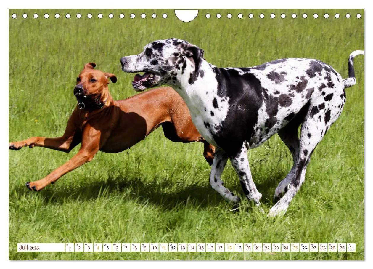 Bild: 9783457883808 | Rhodesian Ridgeback - eine Liebe fürs Leben (Wandkalender 2026 DIN...