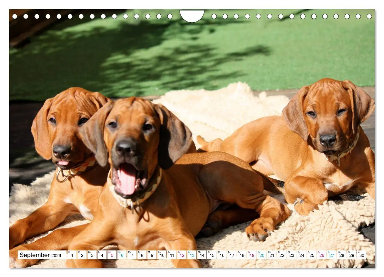 Bild: 9783457883808 | Rhodesian Ridgeback - eine Liebe fürs Leben (Wandkalender 2026 DIN...