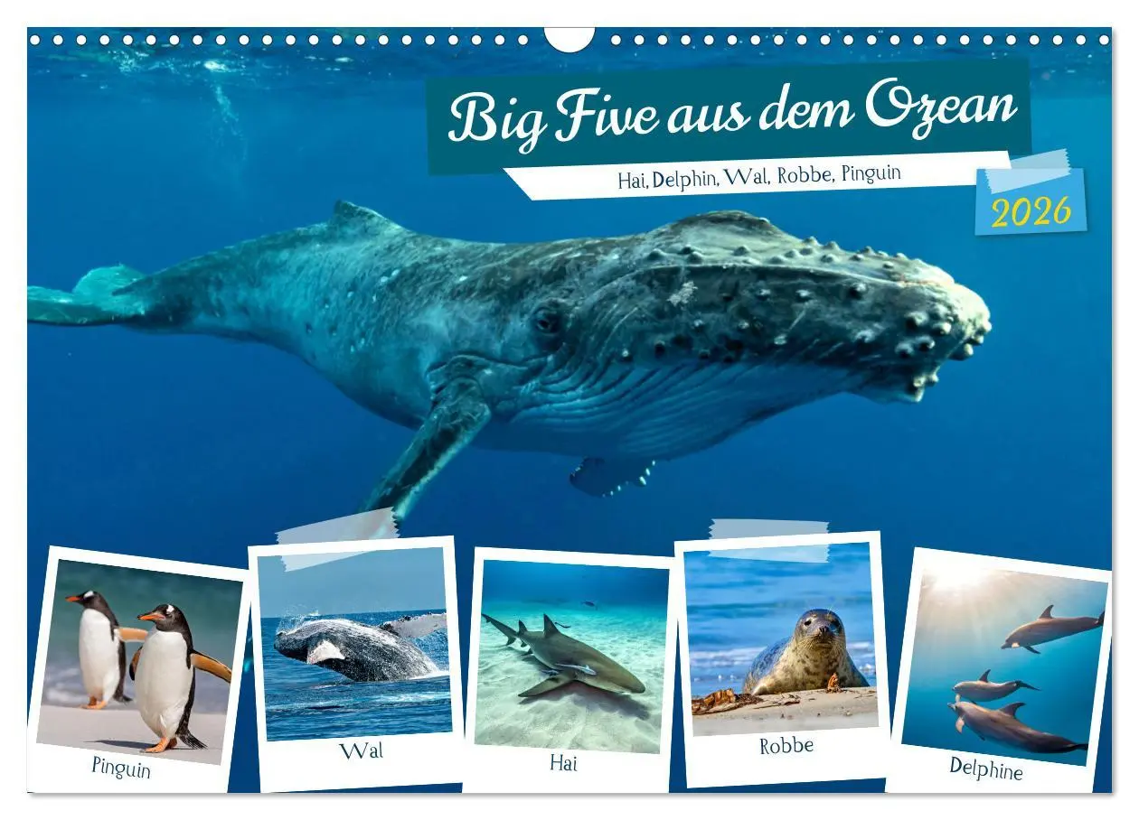 Cover: 9783457493908 | Big Five aus dem Ozean Hai, Delphin, Wal, Robbe, Pinguin...