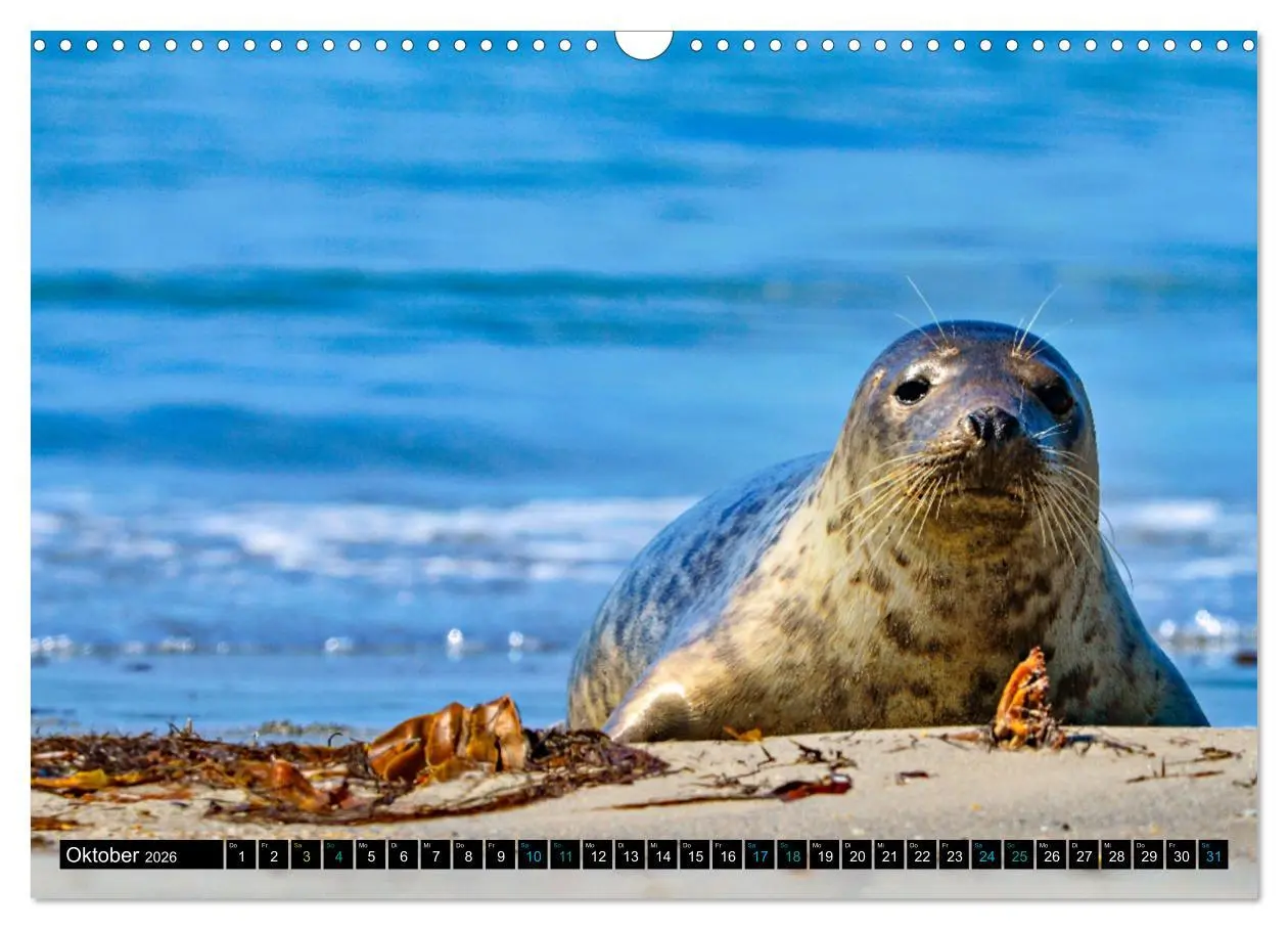 Bild: 9783457493908 | Big Five aus dem Ozean Hai, Delphin, Wal, Robbe, Pinguin...