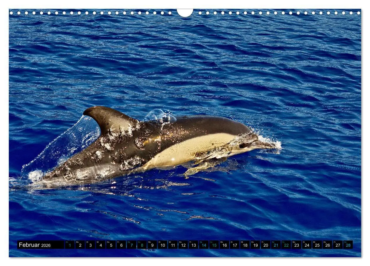 Bild: 9783457493908 | Big Five aus dem Ozean Hai, Delphin, Wal, Robbe, Pinguin...