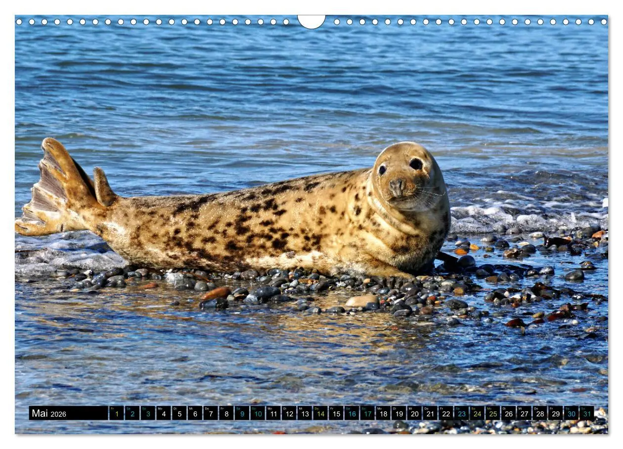 Bild: 9783457493908 | Big Five aus dem Ozean Hai, Delphin, Wal, Robbe, Pinguin...