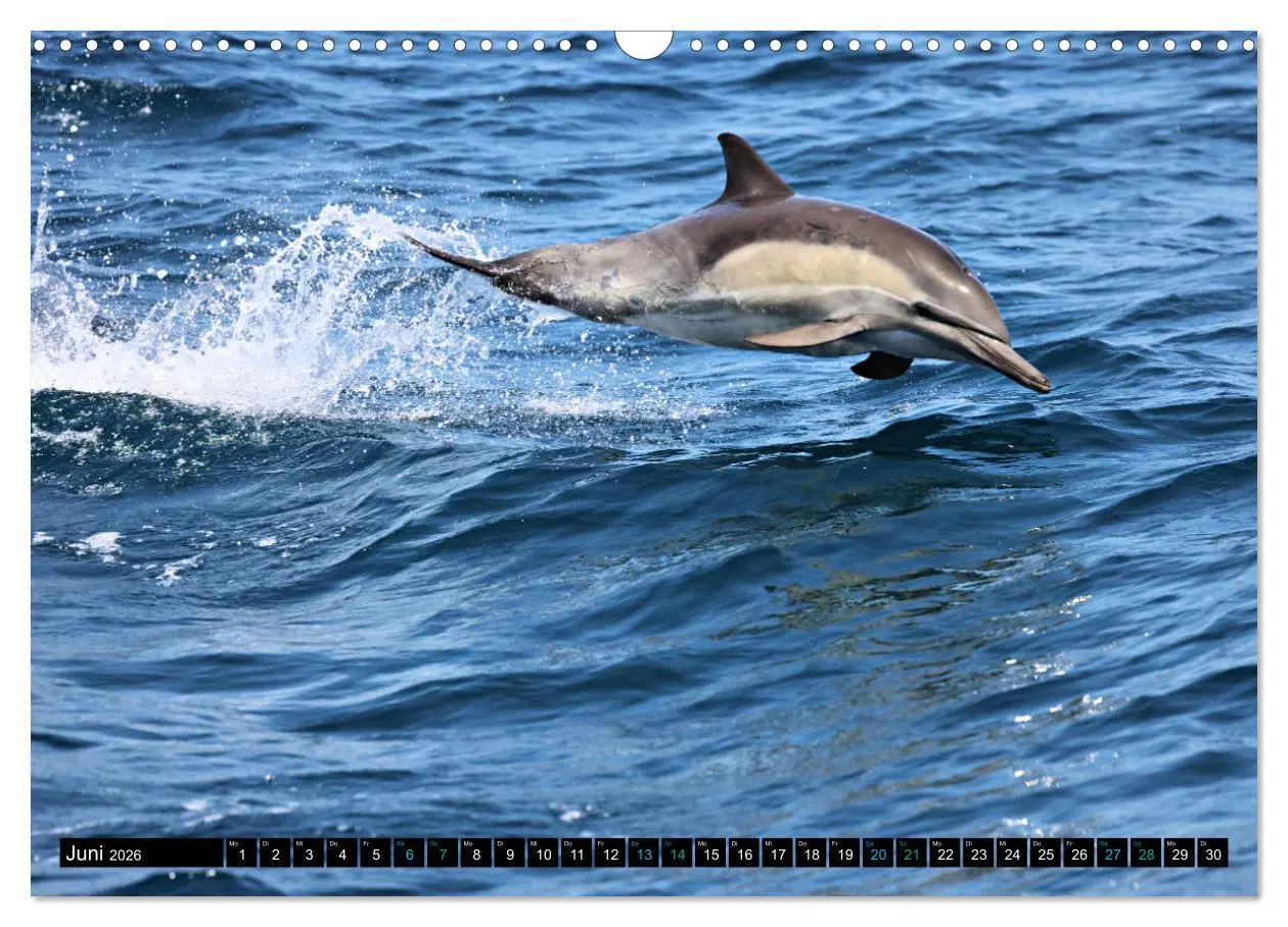 Bild: 9783457493908 | Big Five aus dem Ozean Hai, Delphin, Wal, Robbe, Pinguin...