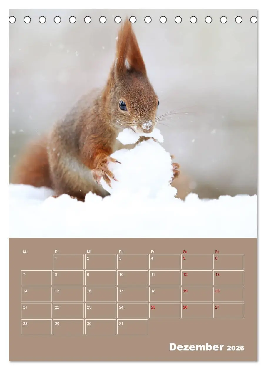 Bild: 9783516413908 | Eichhörnchen - Planer (Tischkalender 2026 DIN A5 hoch), CALVENDO...