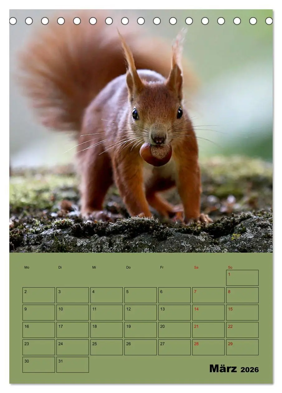 Bild: 9783516413908 | Eichhörnchen - Planer (Tischkalender 2026 DIN A5 hoch), CALVENDO...