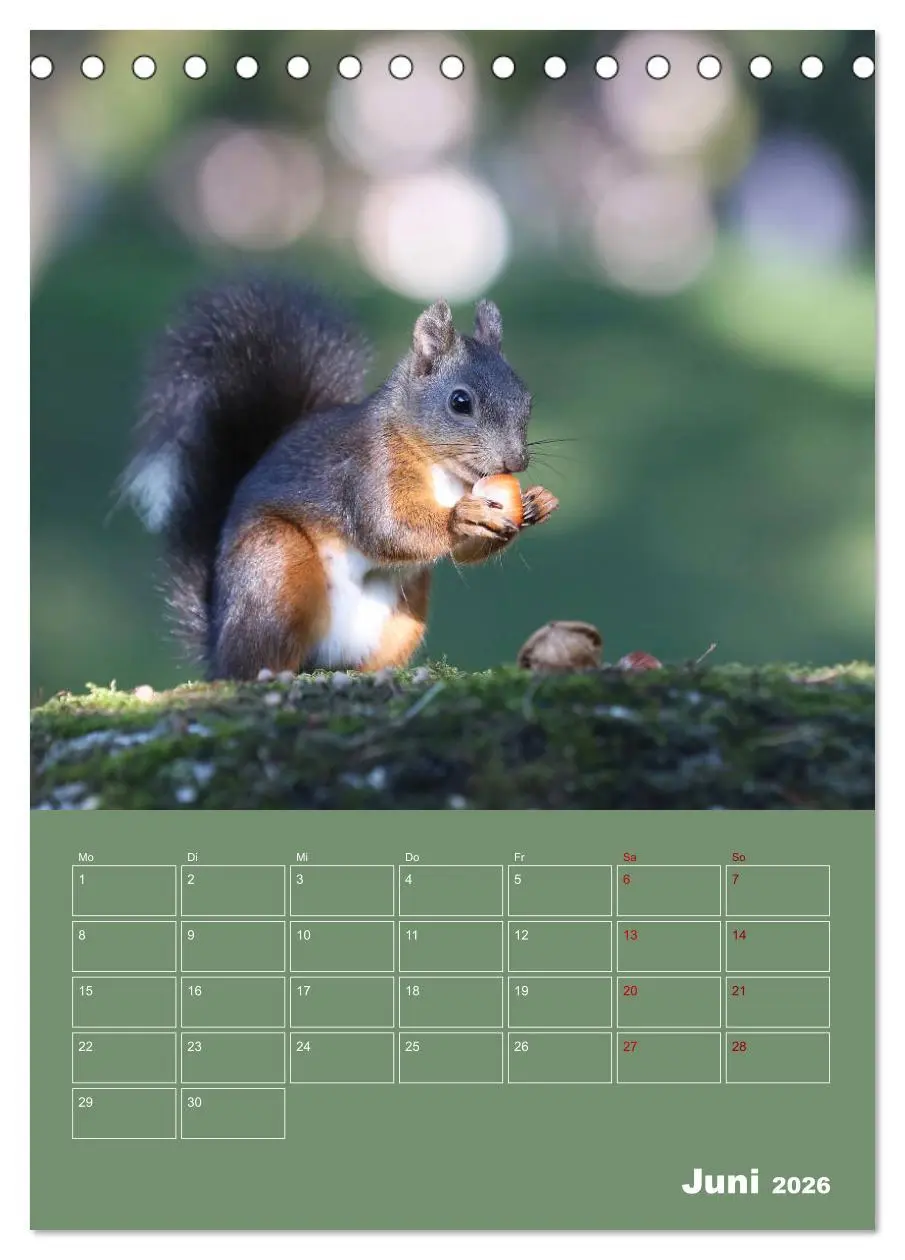 Bild: 9783516413908 | Eichhörnchen - Planer (Tischkalender 2026 DIN A5 hoch), CALVENDO...
