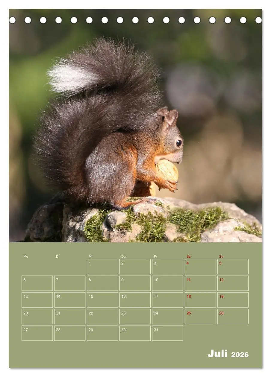 Bild: 9783516413908 | Eichhörnchen - Planer (Tischkalender 2026 DIN A5 hoch), CALVENDO...