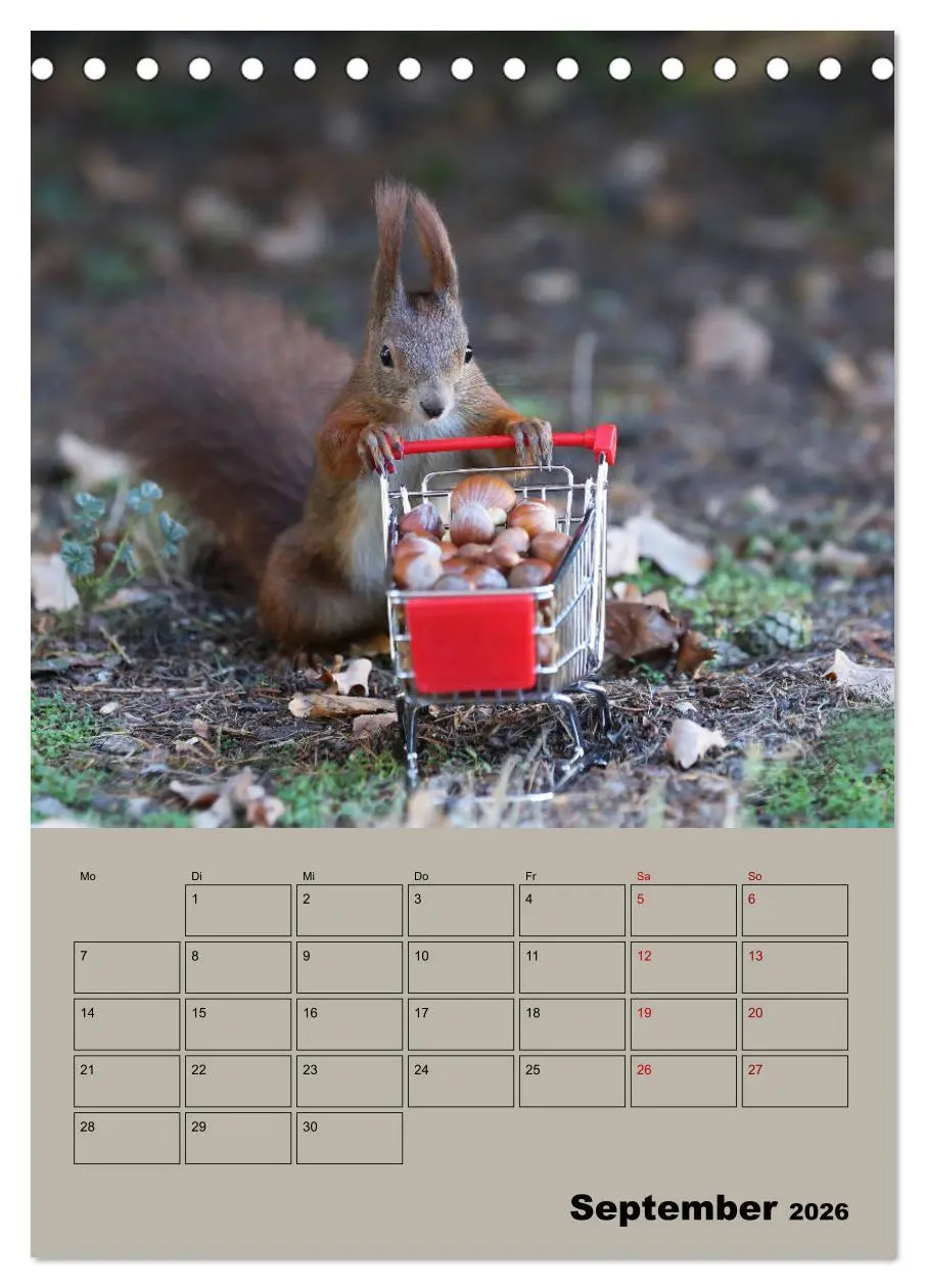 Bild: 9783516413908 | Eichhörnchen - Planer (Tischkalender 2026 DIN A5 hoch), CALVENDO...