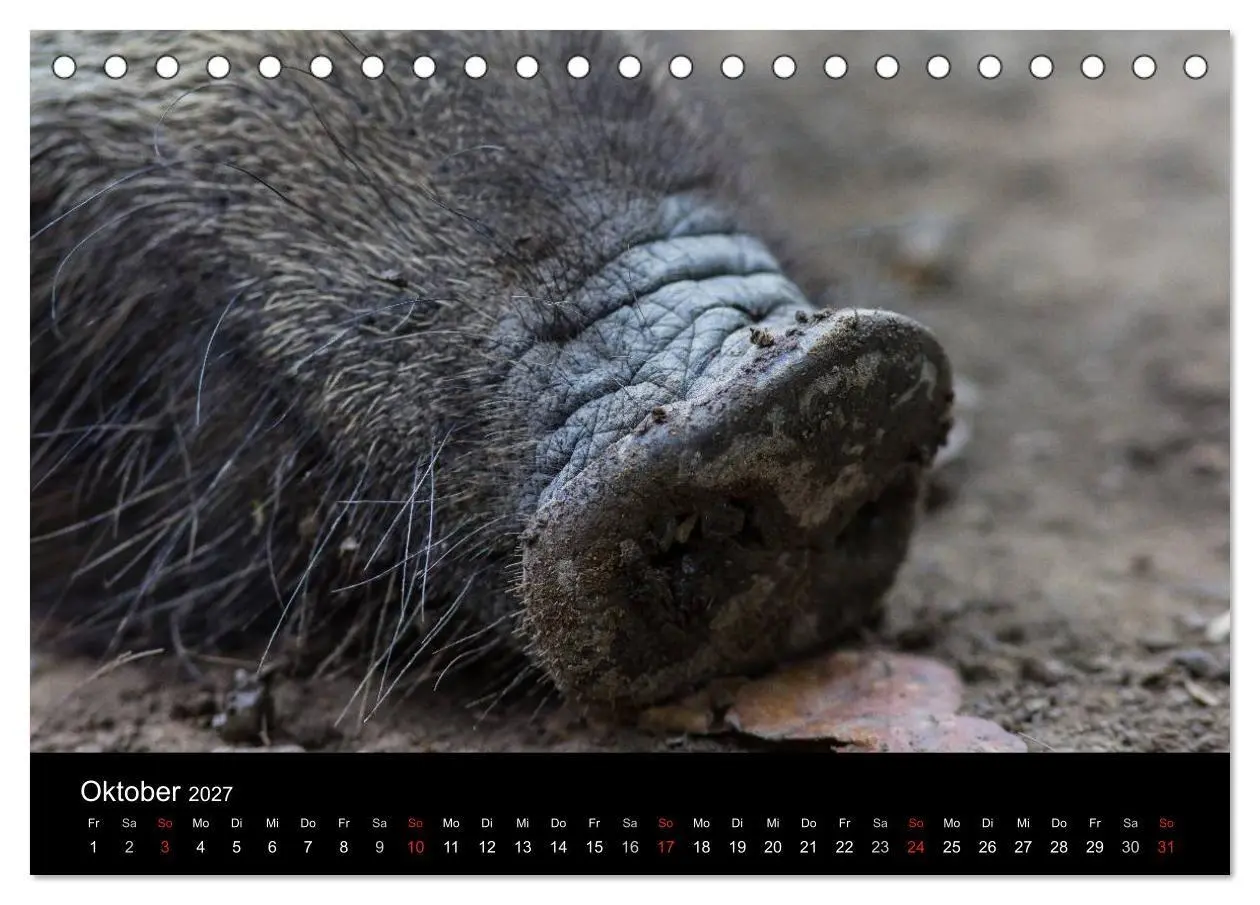 Bild: 9783594013908 | Wilde Wutzen. Das heimische Wildschwein (Tischkalender 2027 DIN A5...