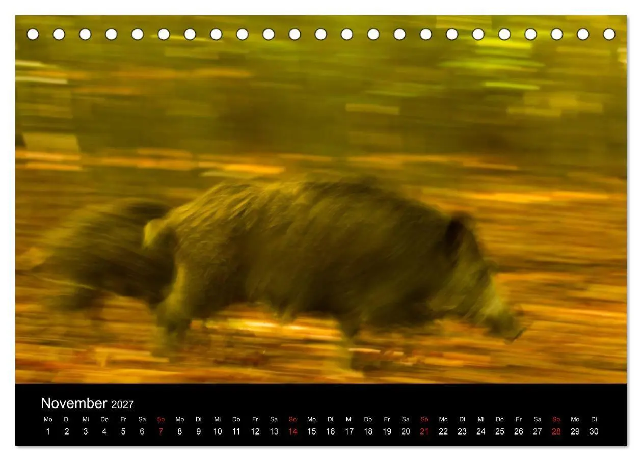 Bild: 9783594013908 | Wilde Wutzen. Das heimische Wildschwein (Tischkalender 2027 DIN A5...