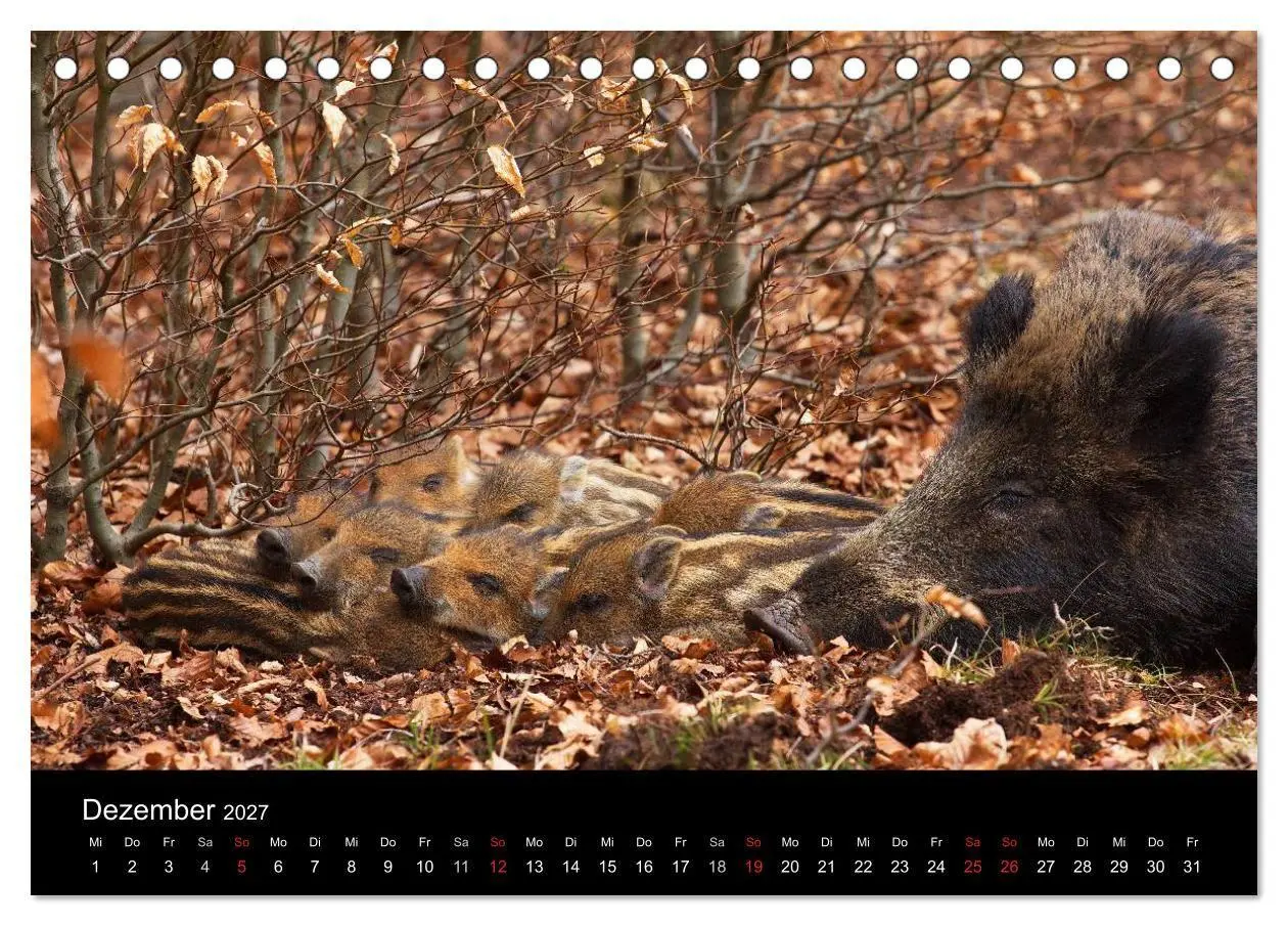 Bild: 9783594013908 | Wilde Wutzen. Das heimische Wildschwein (Tischkalender 2027 DIN A5...