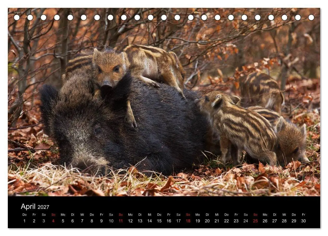 Bild: 9783594013908 | Wilde Wutzen. Das heimische Wildschwein (Tischkalender 2027 DIN A5...