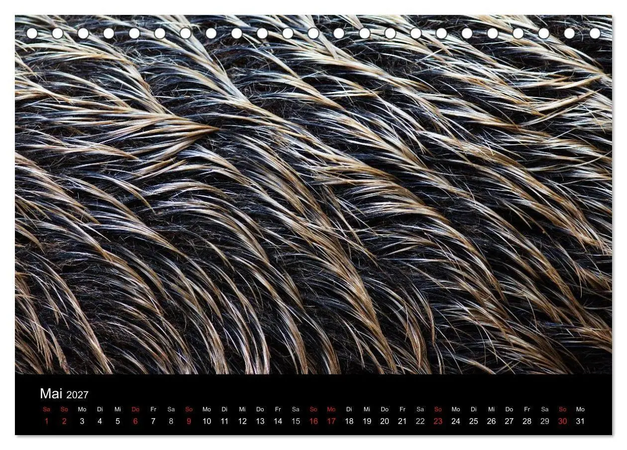 Bild: 9783594013908 | Wilde Wutzen. Das heimische Wildschwein (Tischkalender 2027 DIN A5...