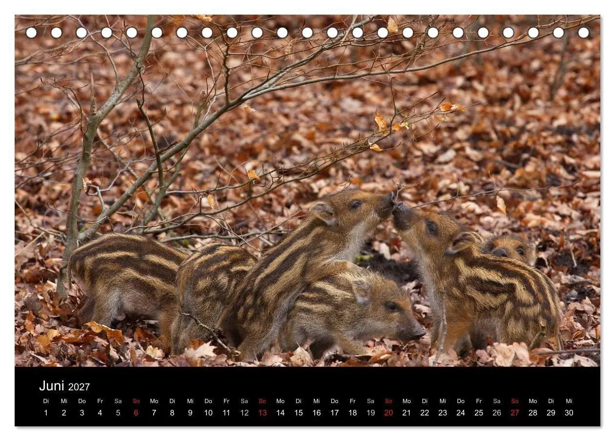 Bild: 9783594013908 | Wilde Wutzen. Das heimische Wildschwein (Tischkalender 2027 DIN A5...