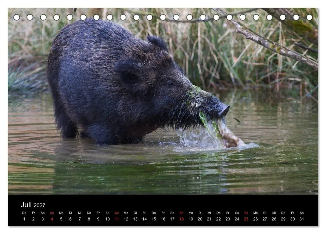 Bild: 9783594013908 | Wilde Wutzen. Das heimische Wildschwein (Tischkalender 2027 DIN A5...