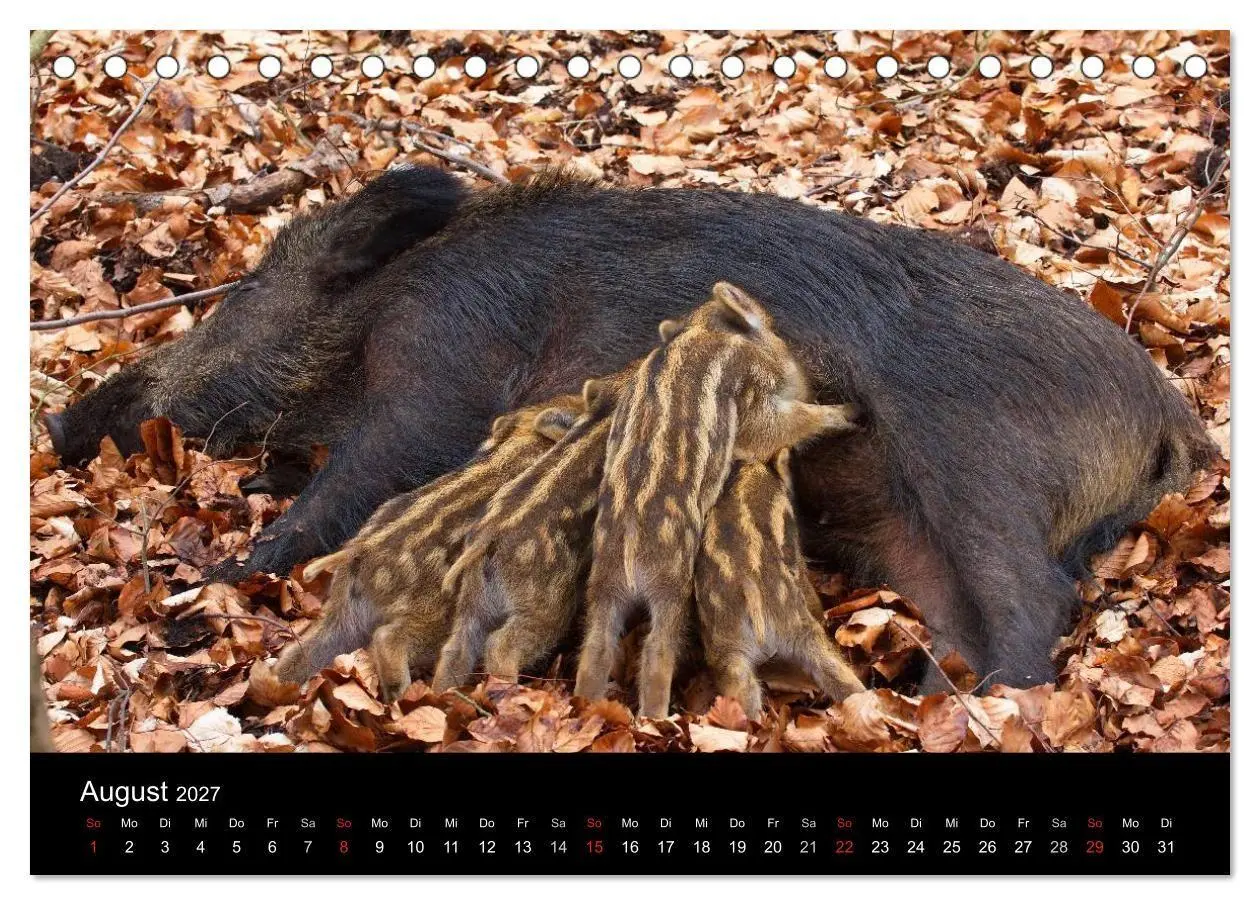 Bild: 9783594013908 | Wilde Wutzen. Das heimische Wildschwein (Tischkalender 2027 DIN A5...