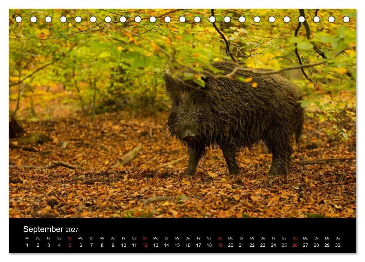 Bild: 9783594013908 | Wilde Wutzen. Das heimische Wildschwein (Tischkalender 2027 DIN A5...