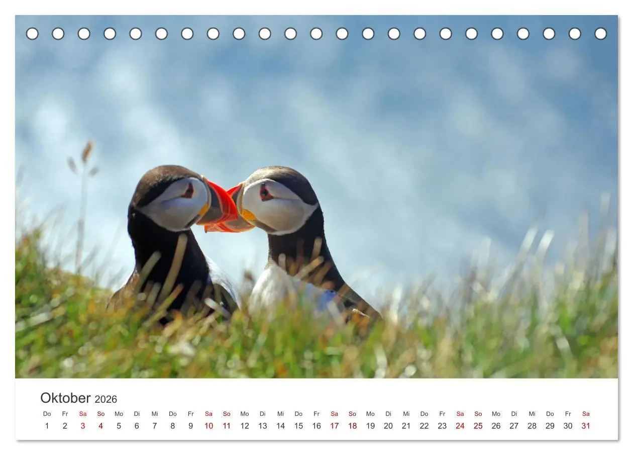 Bild: 9783457524008 | Papageitaucher - Clowns der nordischen Vogelwelt (Tischkalender...
