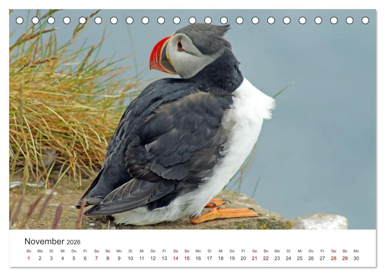 Bild: 9783457524008 | Papageitaucher - Clowns der nordischen Vogelwelt (Tischkalender...
