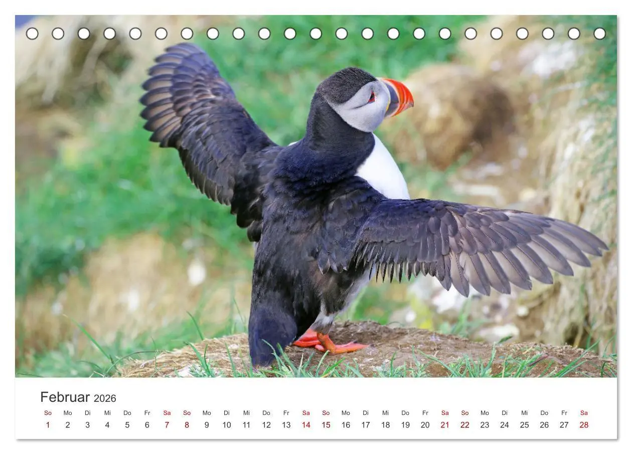 Bild: 9783457524008 | Papageitaucher - Clowns der nordischen Vogelwelt (Tischkalender...