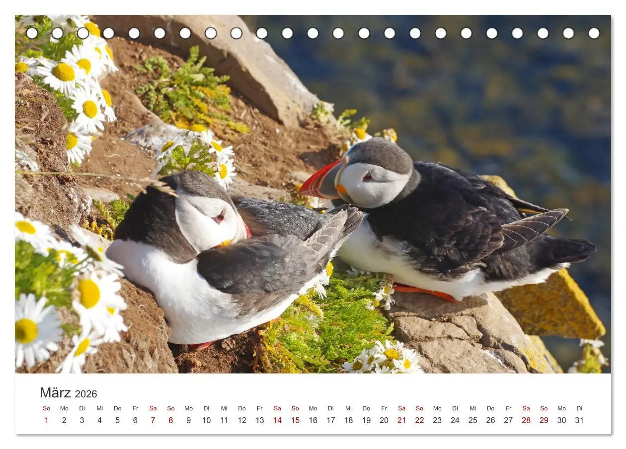 Bild: 9783457524008 | Papageitaucher - Clowns der nordischen Vogelwelt (Tischkalender...