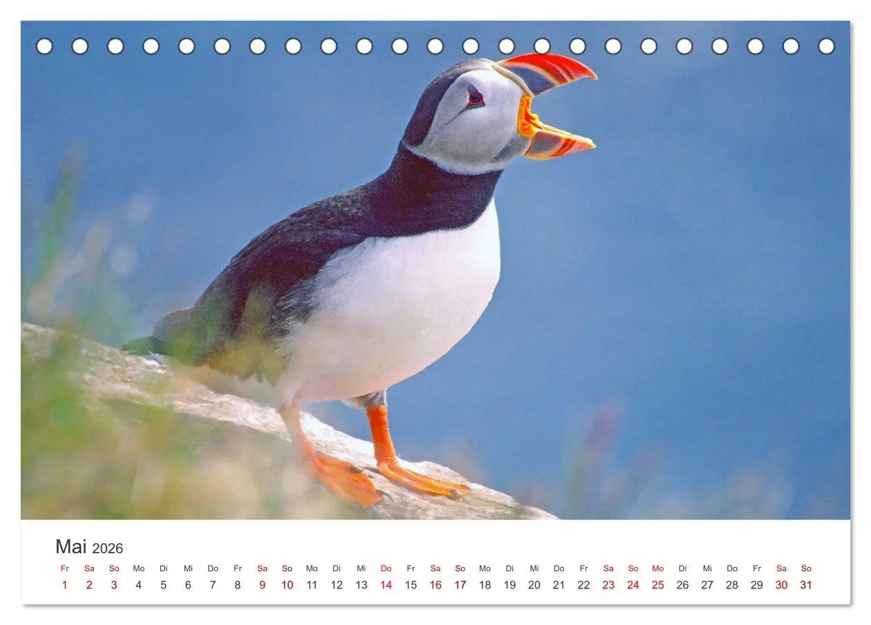 Bild: 9783457524008 | Papageitaucher - Clowns der nordischen Vogelwelt (Tischkalender...