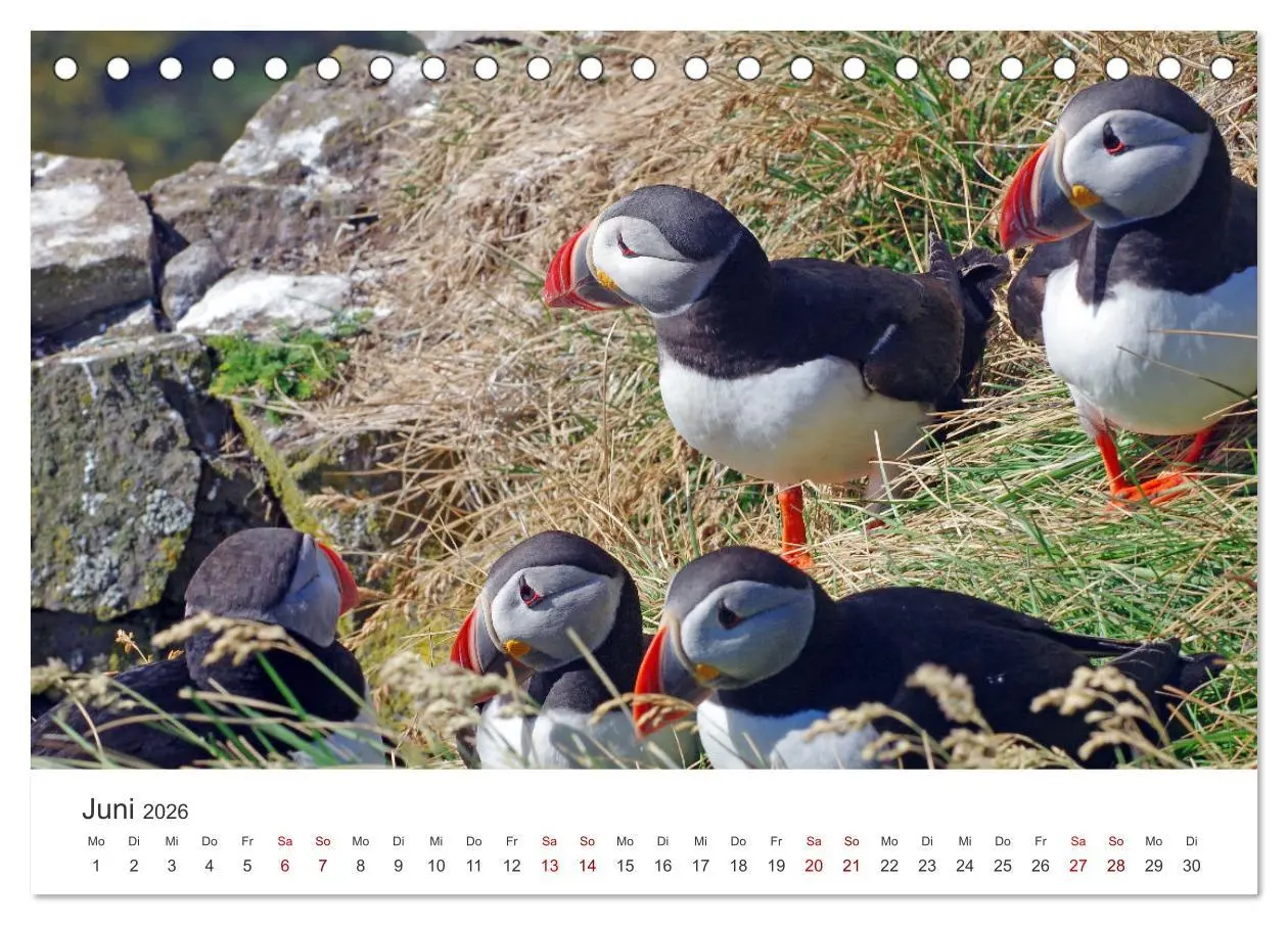 Bild: 9783457524008 | Papageitaucher - Clowns der nordischen Vogelwelt (Tischkalender...
