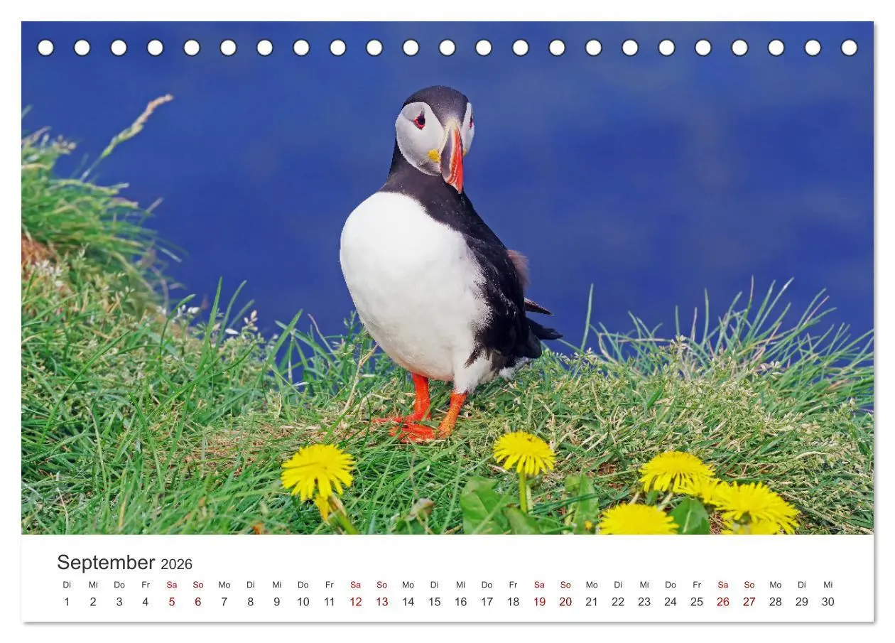 Bild: 9783457524008 | Papageitaucher - Clowns der nordischen Vogelwelt (Tischkalender...