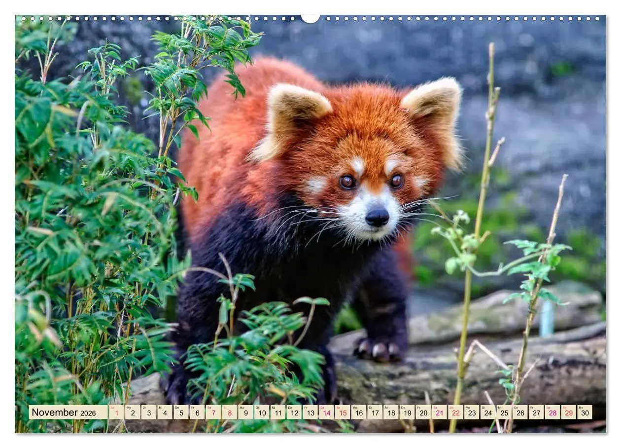 Bild: 9783457764008 | Kleiner Panda (hochwertiger Premium Wandkalender 2026 DIN A2 quer),...