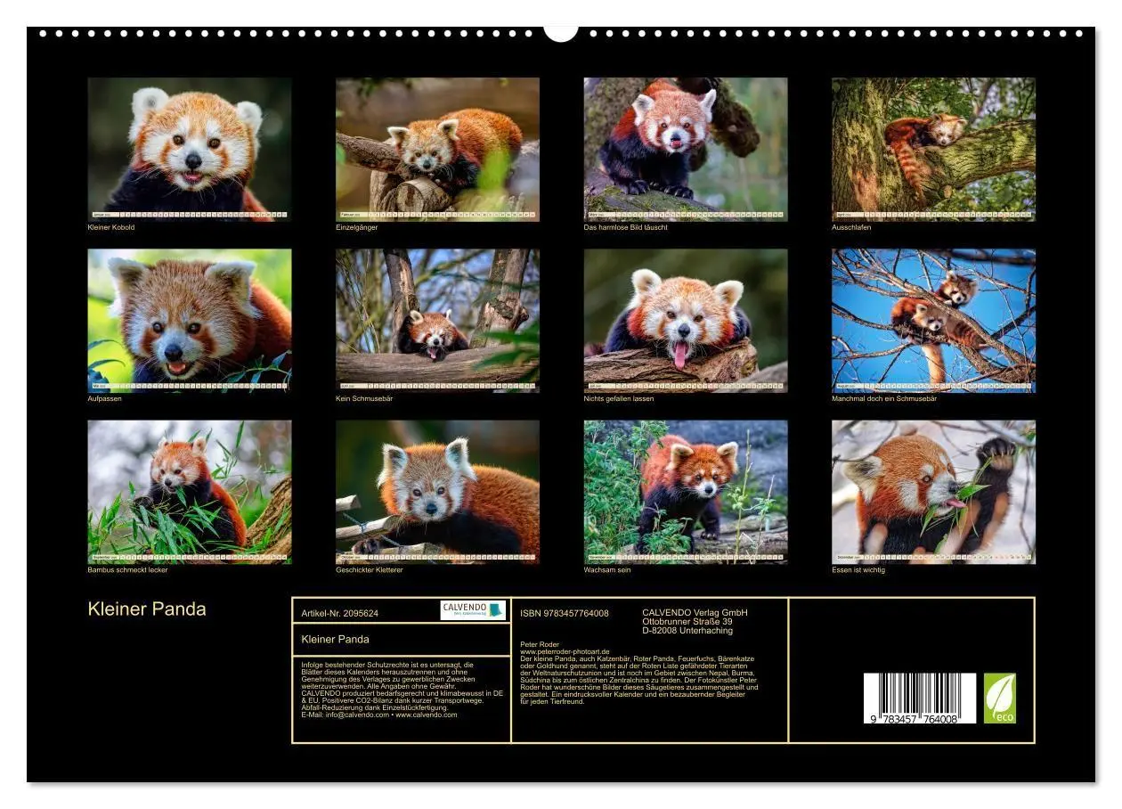 Bild: 9783457764008 | Kleiner Panda (hochwertiger Premium Wandkalender 2026 DIN A2 quer),...