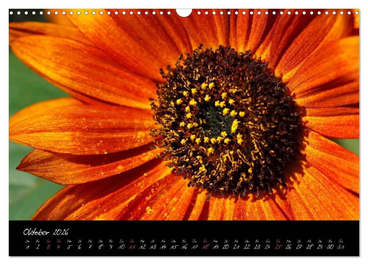 Bild: 9783516094008 | Serenade - Visuelle Musik der Blumen (Wandkalender 2026 DIN A3...