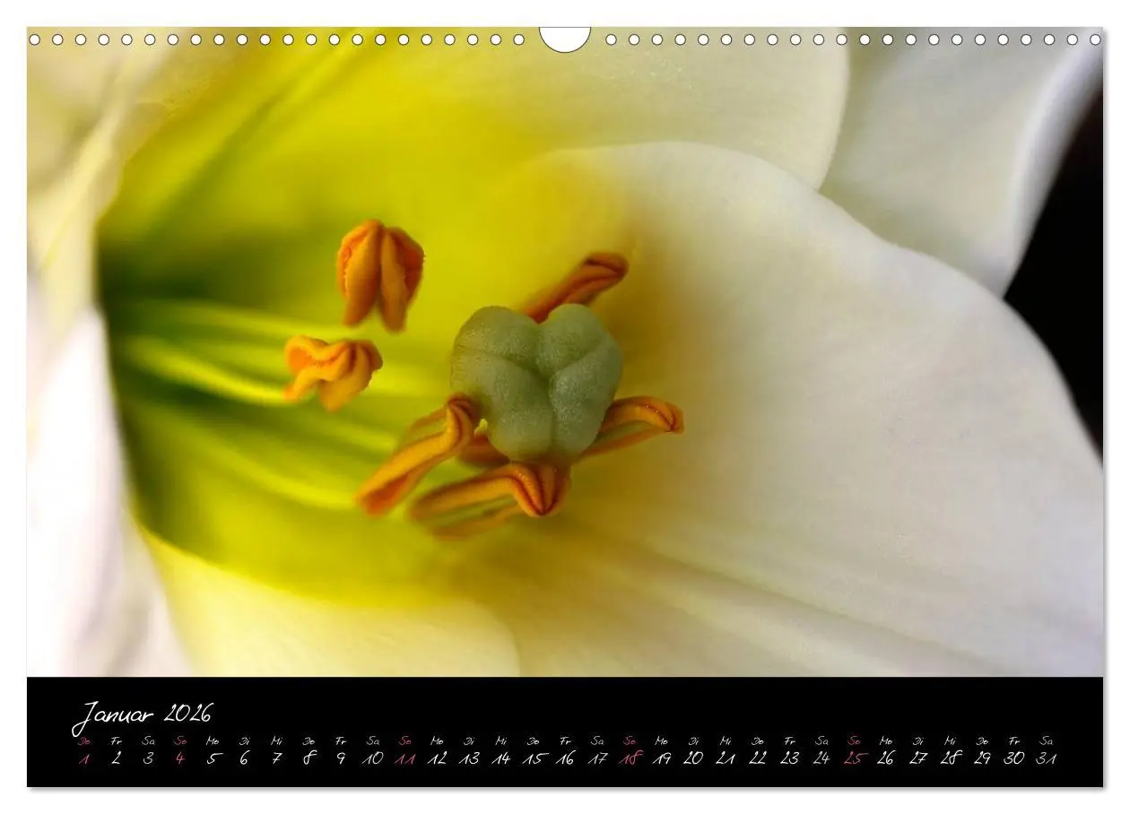 Bild: 9783516094008 | Serenade - Visuelle Musik der Blumen (Wandkalender 2026 DIN A3...