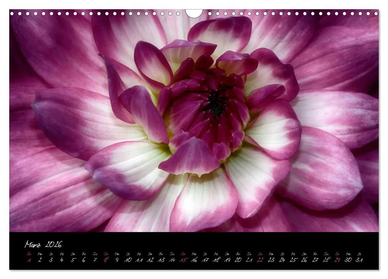 Bild: 9783516094008 | Serenade - Visuelle Musik der Blumen (Wandkalender 2026 DIN A3...