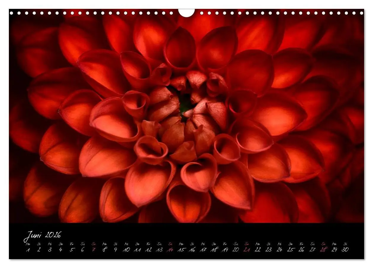 Bild: 9783516094008 | Serenade - Visuelle Musik der Blumen (Wandkalender 2026 DIN A3...