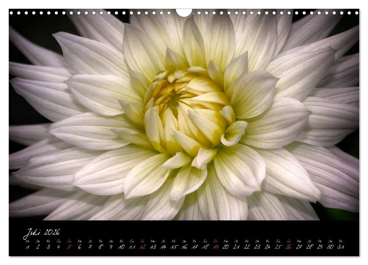 Bild: 9783516094008 | Serenade - Visuelle Musik der Blumen (Wandkalender 2026 DIN A3...