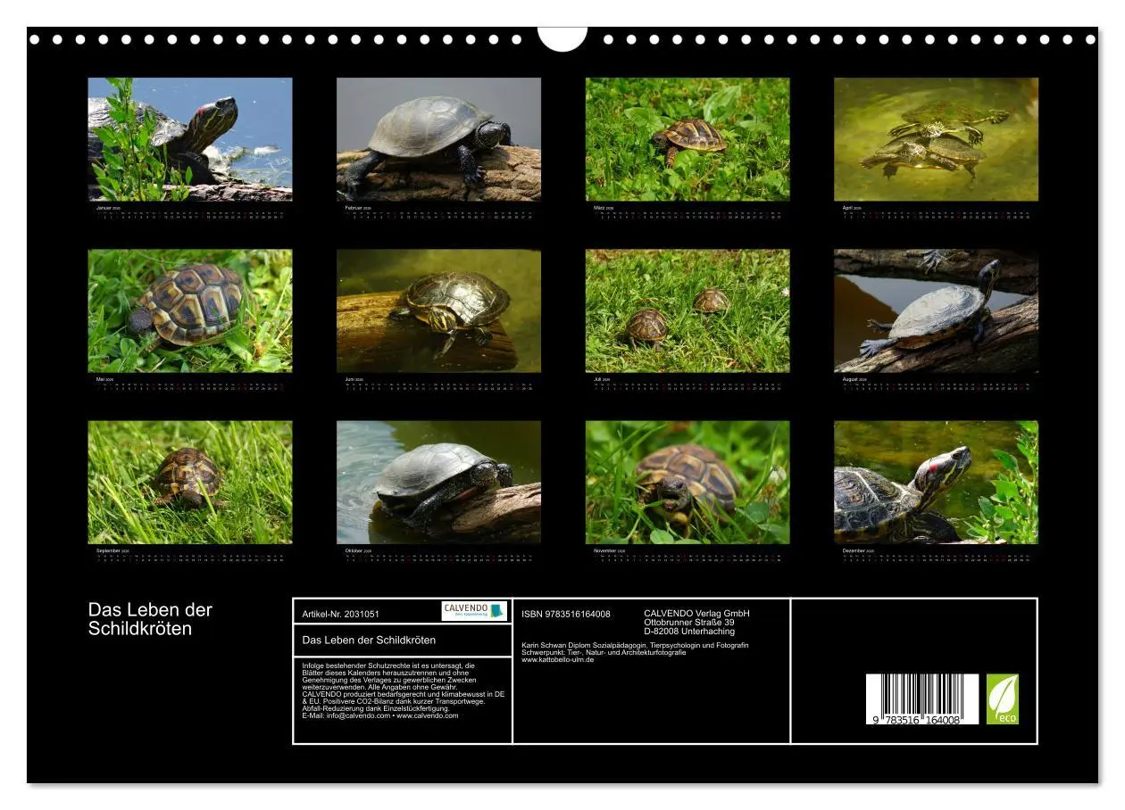Bild: 9783516164008 | Das Leben der Schildkröten (Wandkalender 2026 DIN A3 quer),...