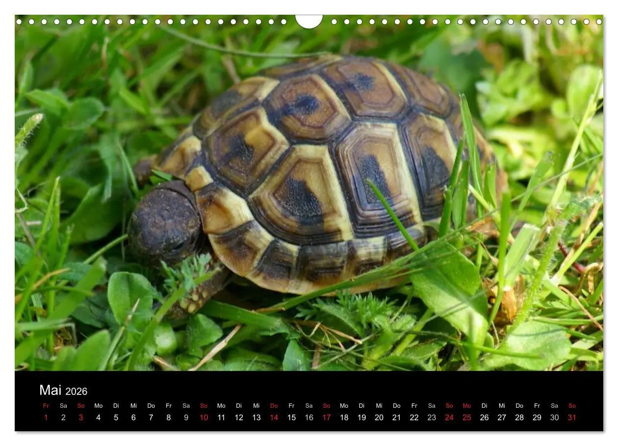 Bild: 9783516164008 | Das Leben der Schildkröten (Wandkalender 2026 DIN A3 quer),...