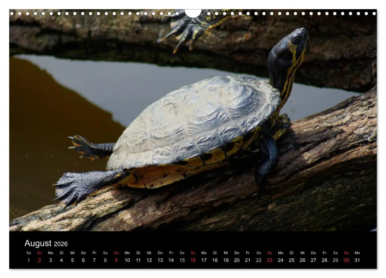 Bild: 9783516164008 | Das Leben der Schildkröten (Wandkalender 2026 DIN A3 quer),...