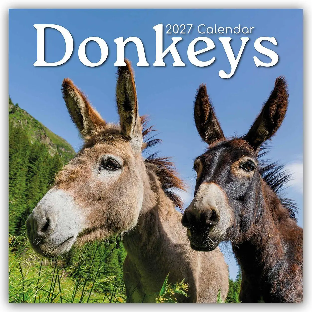 Cover: 9781805974208 | Donkeys - Esel 2027 - 16-Monatskalender | Gifted Stationery Co. Ltd