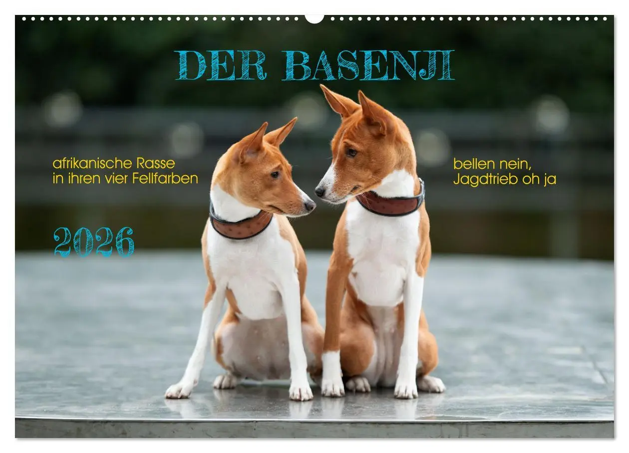 Cover: 9783457354308 | Der Basenji (Wandkalender 2026 DIN A2 quer), CALVENDO Monatskalender