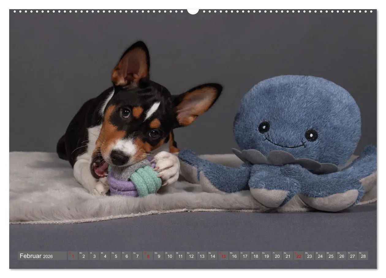 Bild: 9783457354308 | Der Basenji (Wandkalender 2026 DIN A2 quer), CALVENDO Monatskalender