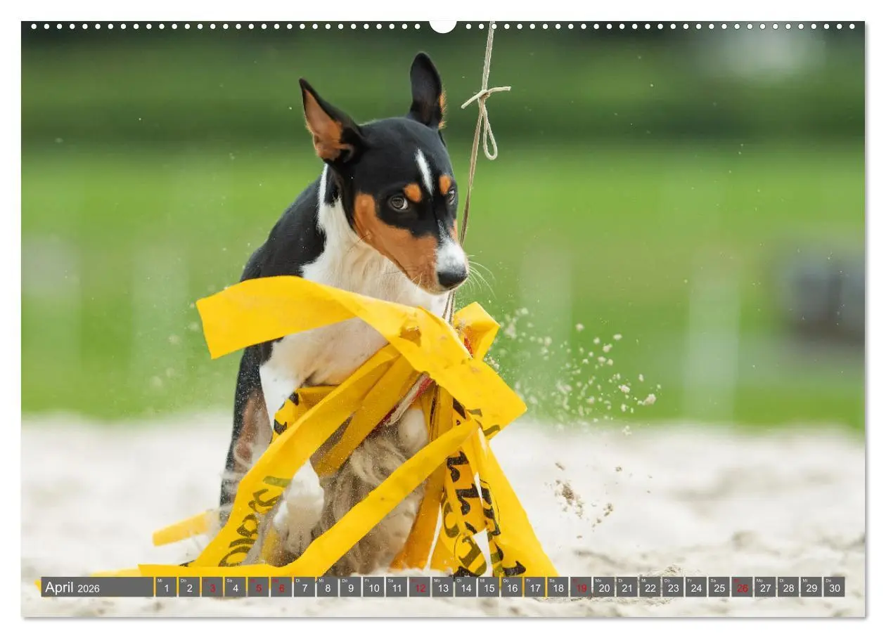 Bild: 9783457354308 | Der Basenji (Wandkalender 2026 DIN A2 quer), CALVENDO Monatskalender
