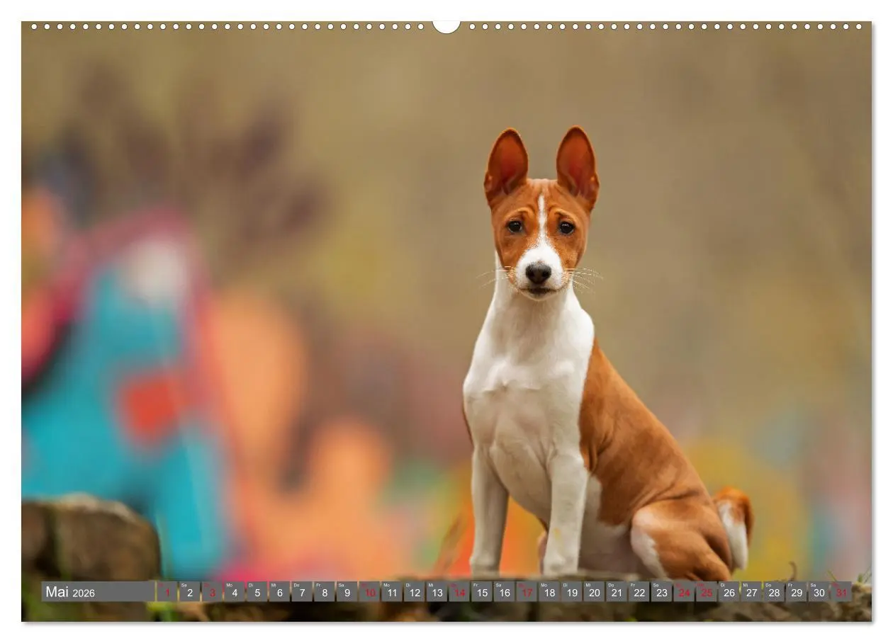 Bild: 9783457354308 | Der Basenji (Wandkalender 2026 DIN A2 quer), CALVENDO Monatskalender