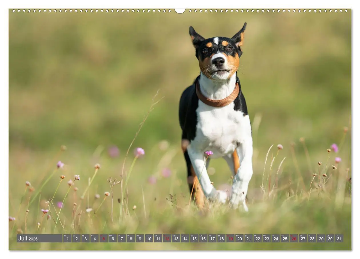 Bild: 9783457354308 | Der Basenji (Wandkalender 2026 DIN A2 quer), CALVENDO Monatskalender
