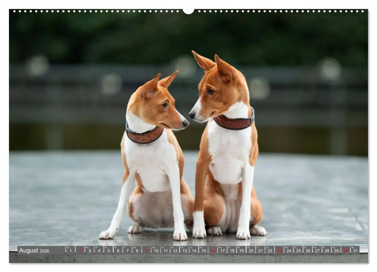 Bild: 9783457354308 | Der Basenji (Wandkalender 2026 DIN A2 quer), CALVENDO Monatskalender