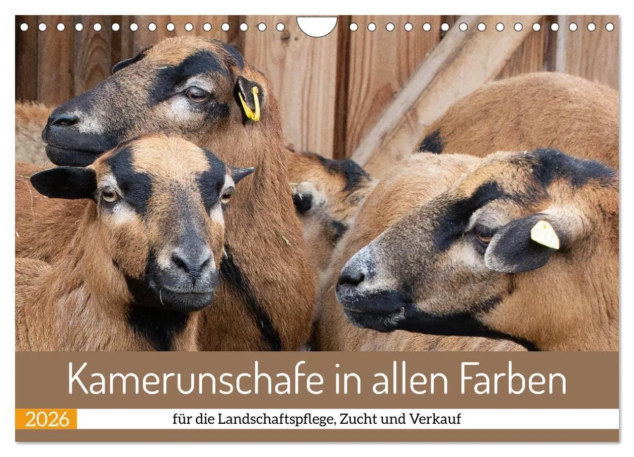 Cover: 9783457594308 | Kamerunschafe in allen Farben (Wandkalender 2026 DIN A4 quer),...