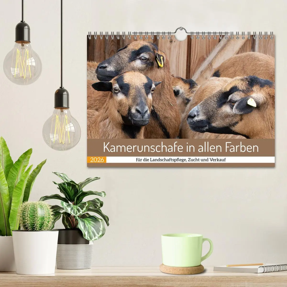 Bild: 9783457594308 | Kamerunschafe in allen Farben (Wandkalender 2026 DIN A4 quer),...