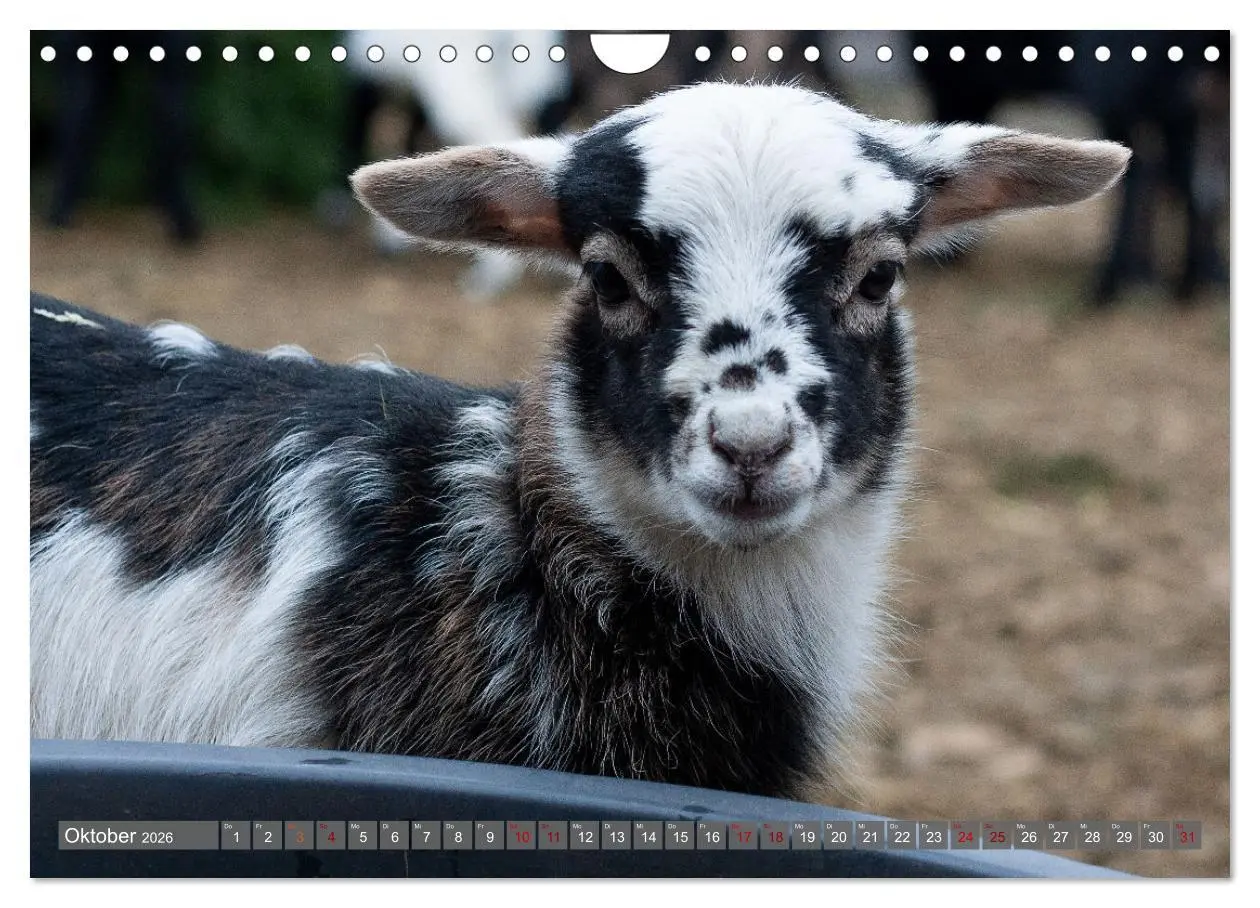 Bild: 9783457594308 | Kamerunschafe in allen Farben (Wandkalender 2026 DIN A4 quer),...