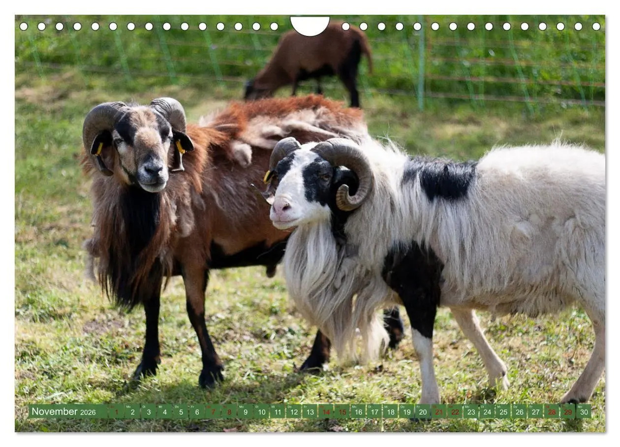 Bild: 9783457594308 | Kamerunschafe in allen Farben (Wandkalender 2026 DIN A4 quer),...