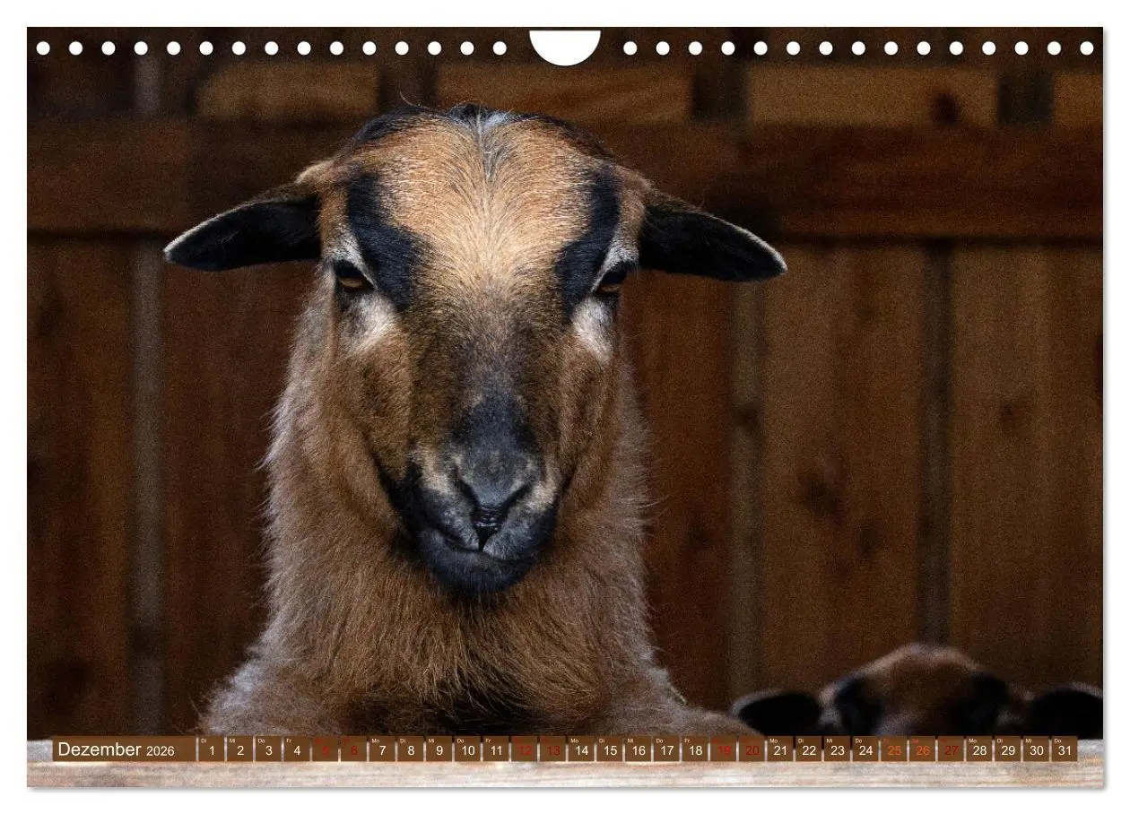 Bild: 9783457594308 | Kamerunschafe in allen Farben (Wandkalender 2026 DIN A4 quer),...